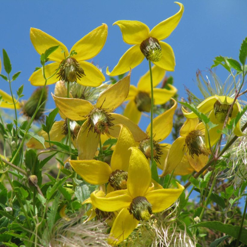 Clematis tibetana subsp. tangutica - Clematide (Flowering)