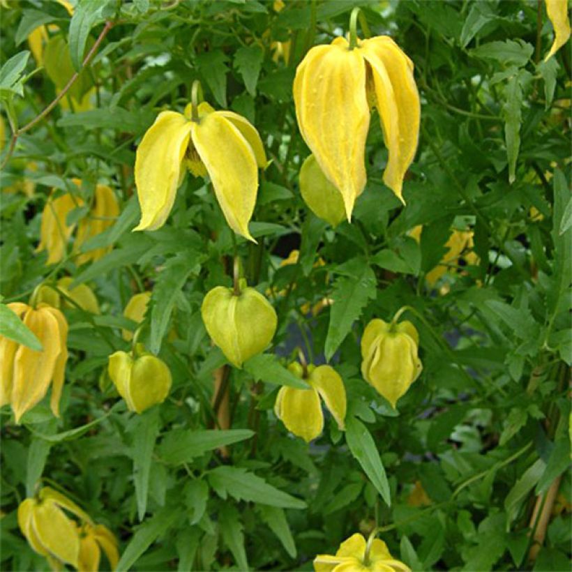Clematis tangutica Aureolin - Clematide (Fioritura)