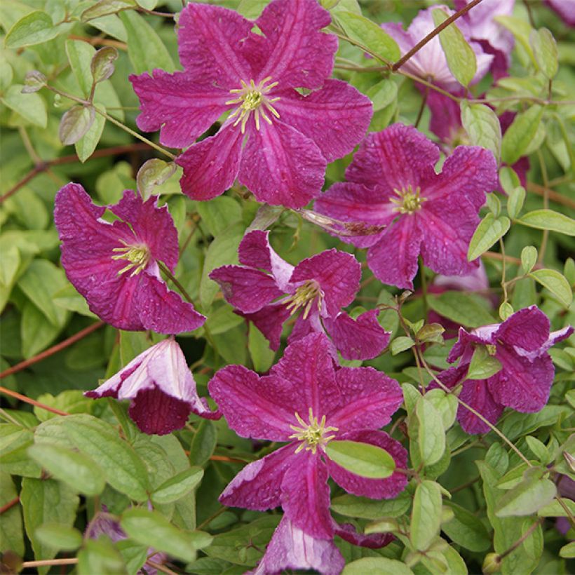 Clematis viticella Abundance - Clematide (Flowering)