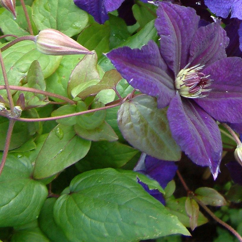 Clematis Happy Birthday - Clematide (Foliage)