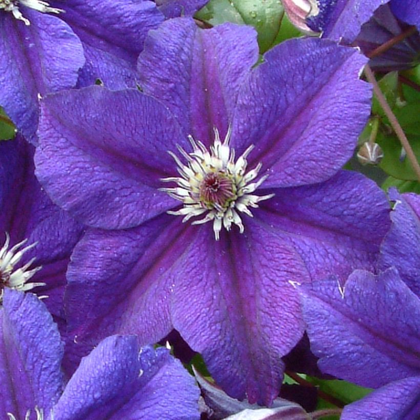Clematis Happy Birthday - Clematide (Flowering)