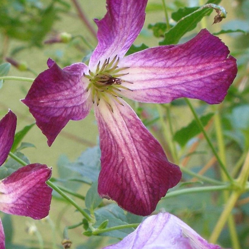 Clematis viticella Walemburg - Clematide (Fioritura)