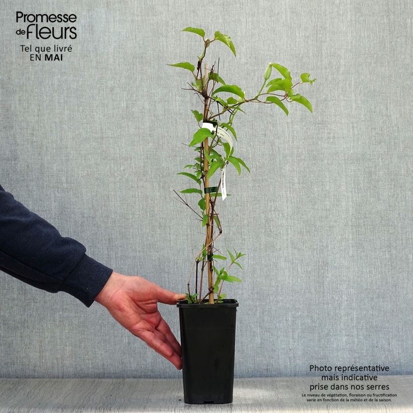 Clematis Black Tea - Clematide Vaso da 1,5L/2L esemplare consegnato in primavera