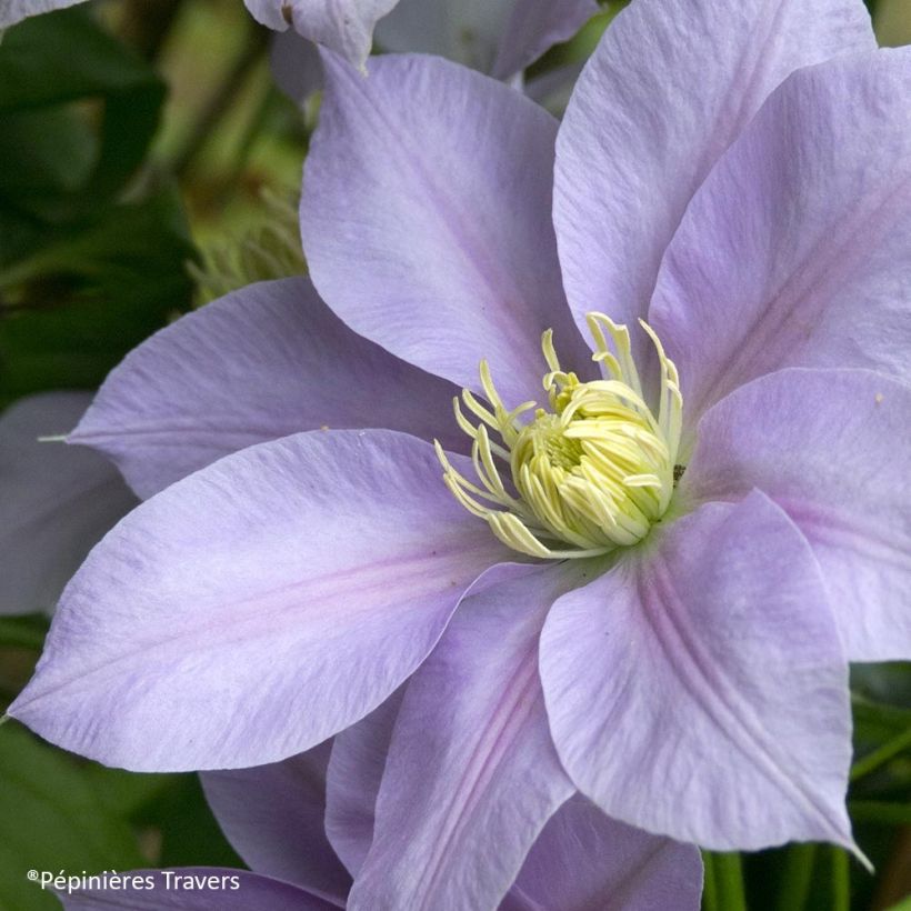 Clematis Blue Eyes - Clematide (Fioritura)