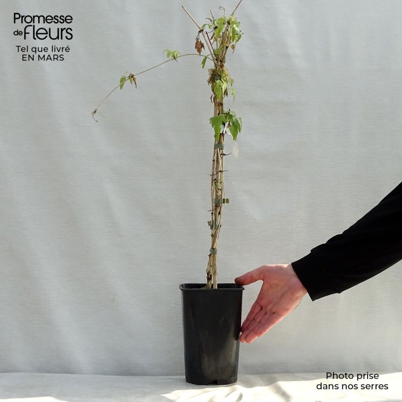 Example of Clematis napaulensis Christmas Surprise - Clematide Vaso da 2L/3L as you get in printemps