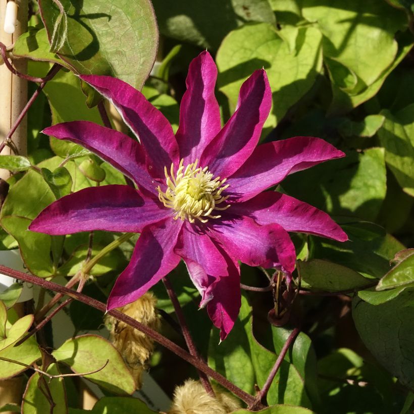 Clematis Abilène - Clematide (Fioritura)