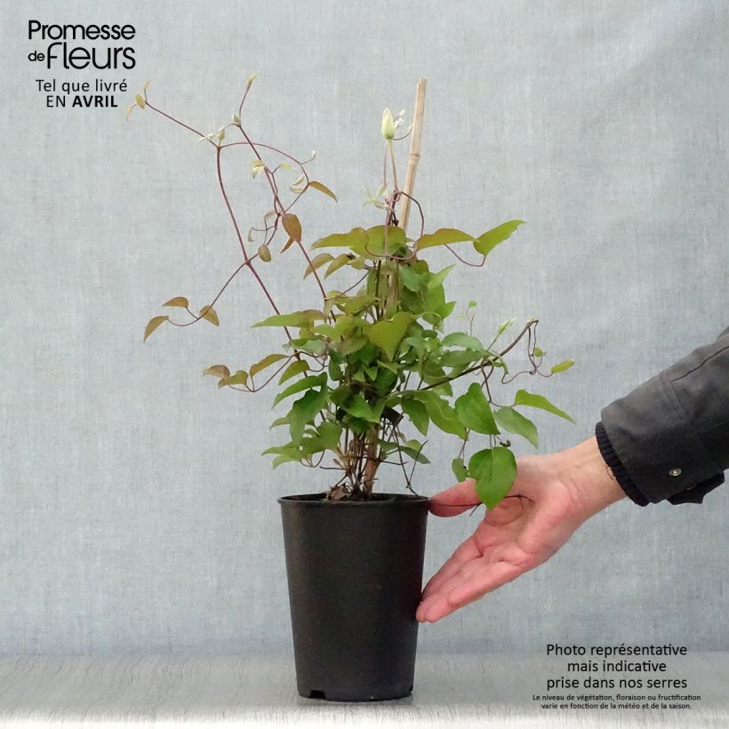 Clematis Alice Fisk - Clematide Vaso da 2L/3L esemplare consegnato in primavera