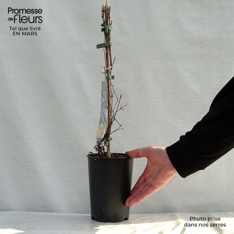 Clematis Arabella - Clematide Vaso da 1,5L/2L esemplare consegnato in primavera