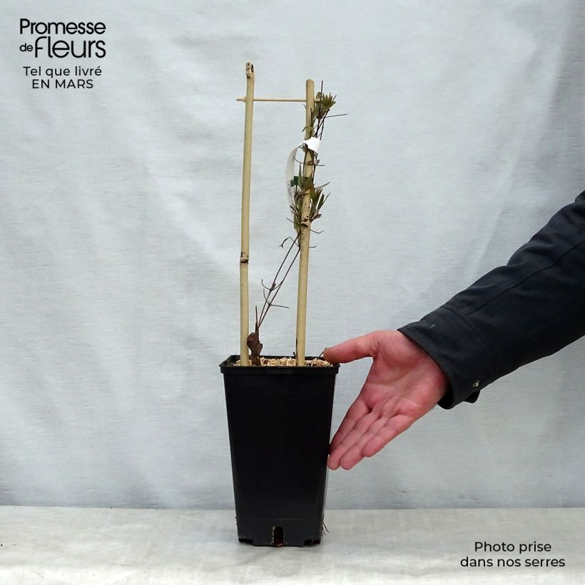 Example of Clematis Asao - Clematide Vaso da 2L/3L as you get in printemps