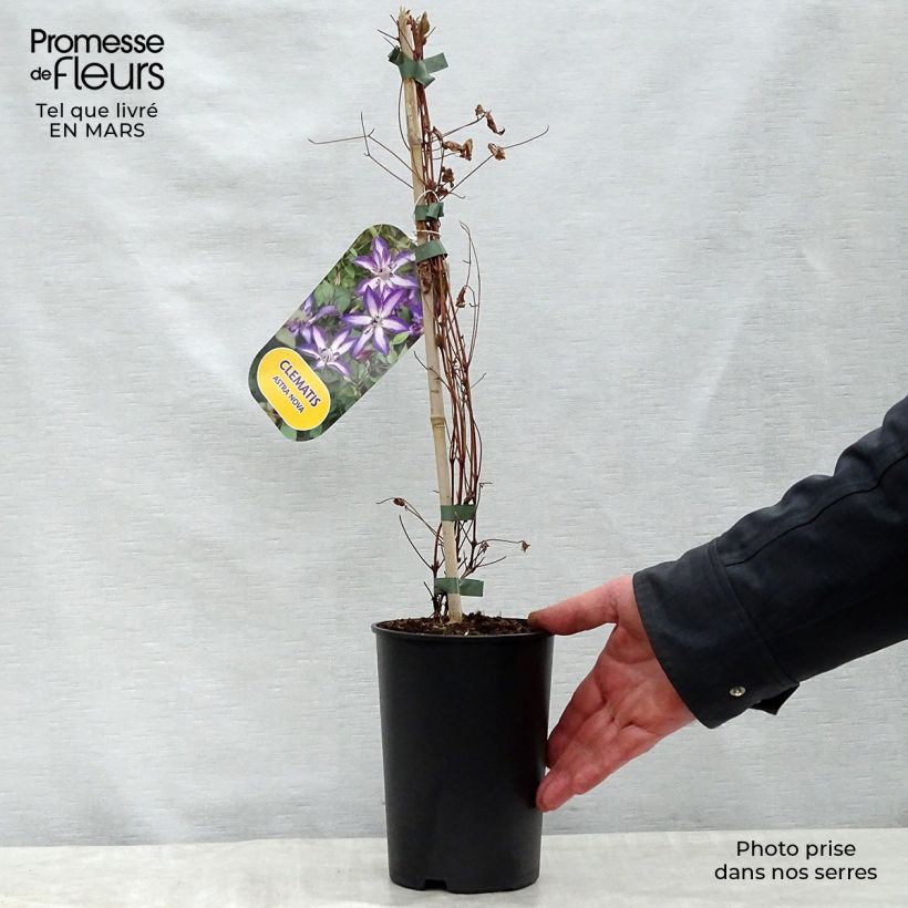 Clematis viticella Astra nova - Clematide Vaso da 2L/3L esemplare consegnato in primavera