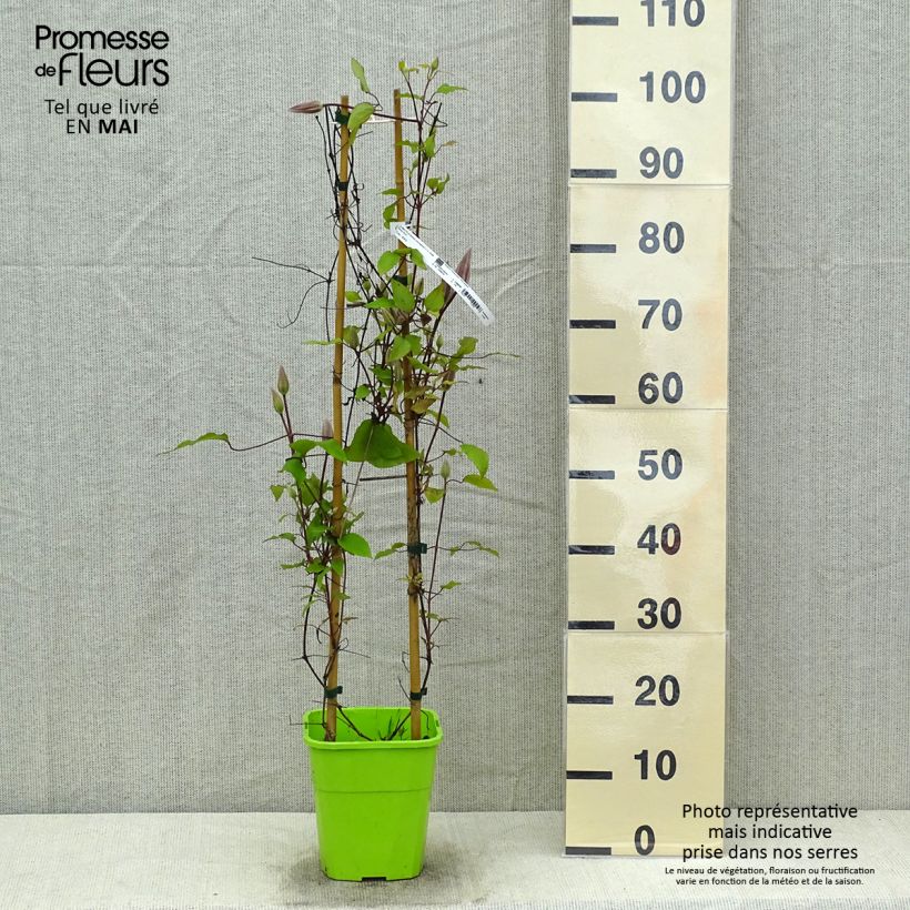 Clematis Barbara Harrington - Clematide Vaso da 3L/4L esemplare consegnato in primavera