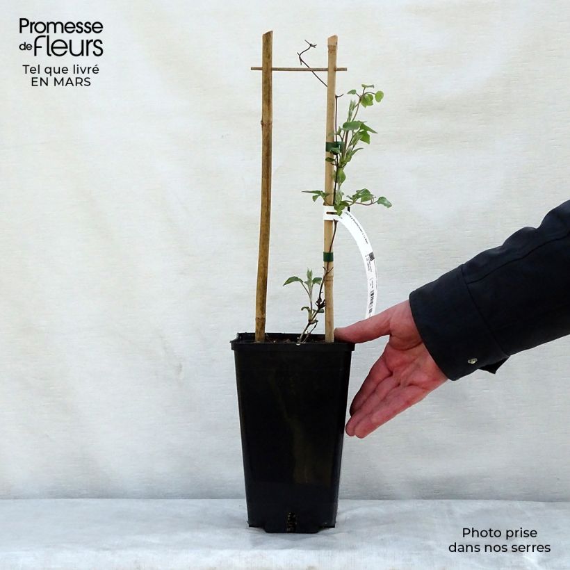 Clematis Beautiful Bride - Clematide Vaso da 2L/3L esemplare consegnato in primavera