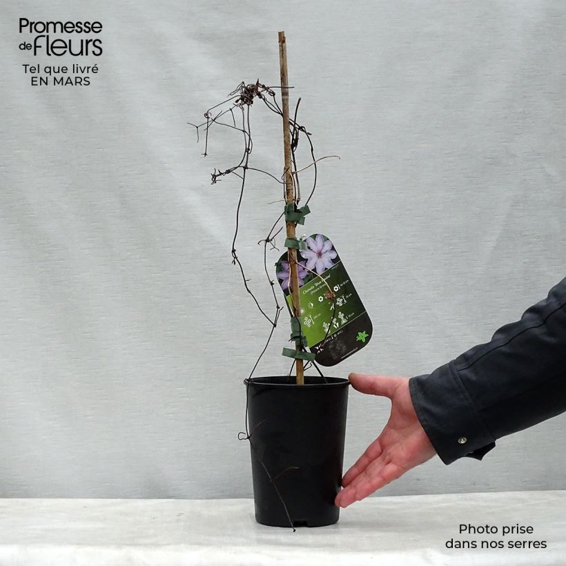 Clematis Blue Ravine - Clematide Vaso da 2L/3L esemplare consegnato in primavera