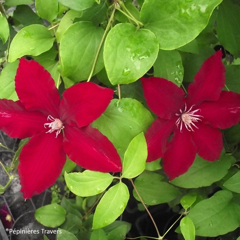 Clematis Bourbon - Clematide (Flowering)
