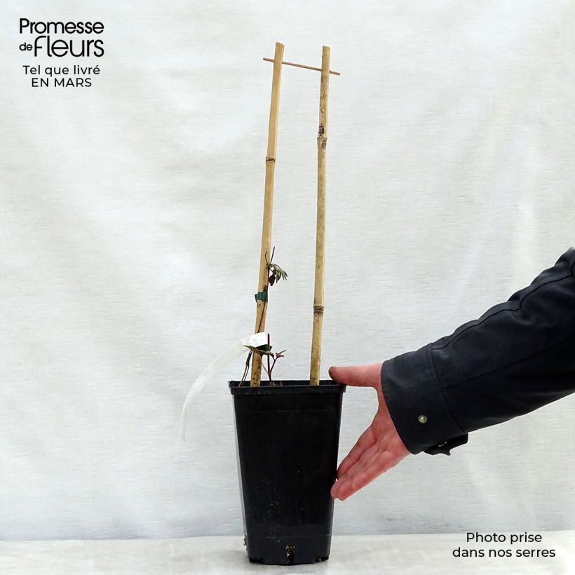 Example of Clematis Bourbon - Clematide Vaso da 2L/3L as you get in printemps