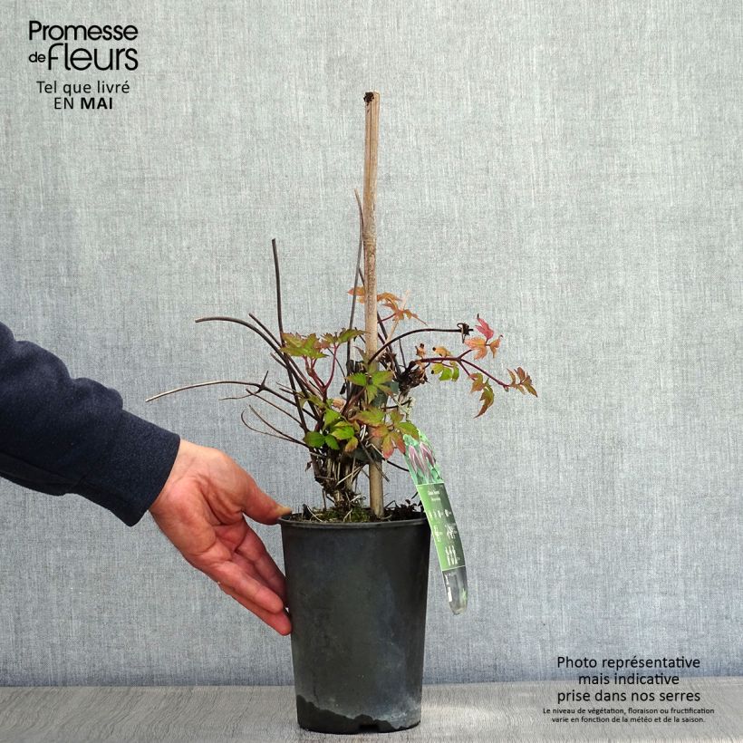 Clematis Brunette - Clematide Vaso da 2L/3L esemplare consegnato in primavera