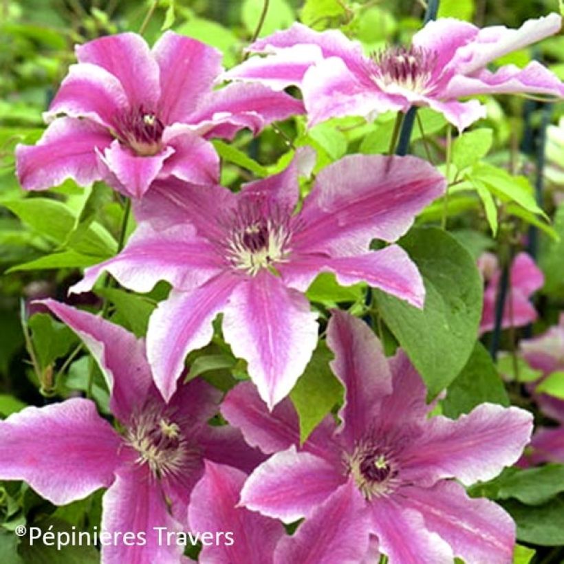 Clematis Carnaby - Clematide (Flowering)