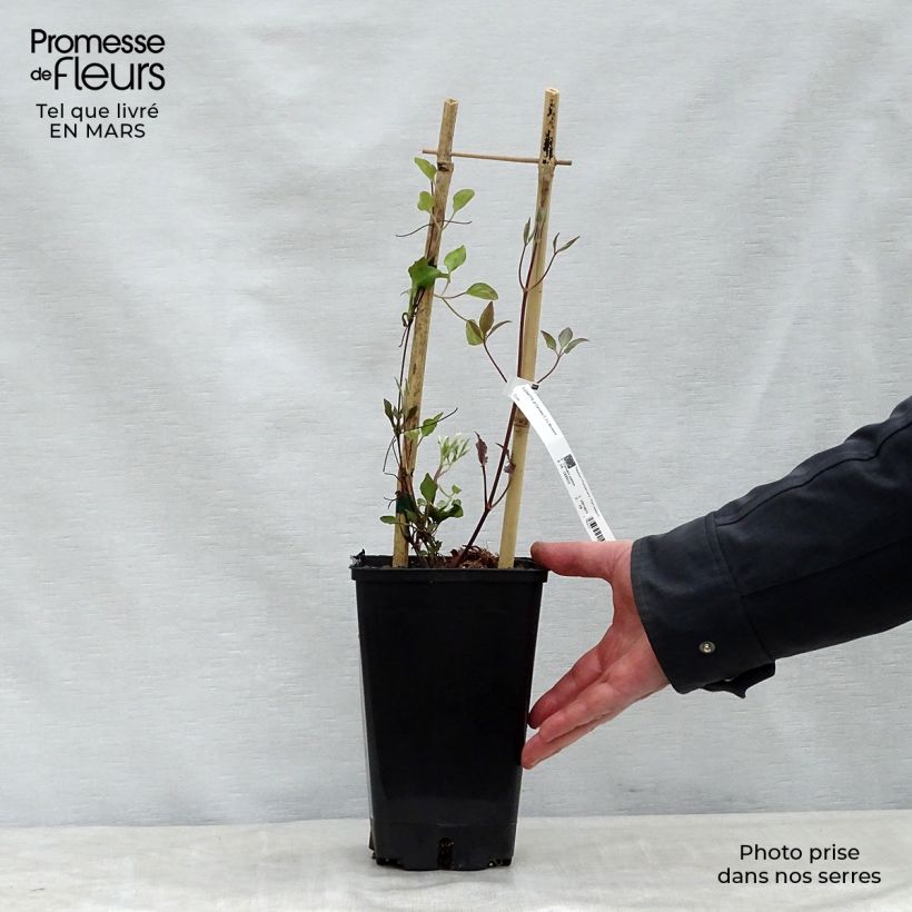 Example of Clematis Carnaby - Clematide Vaso da 1,5L/2L as you get in printemps
