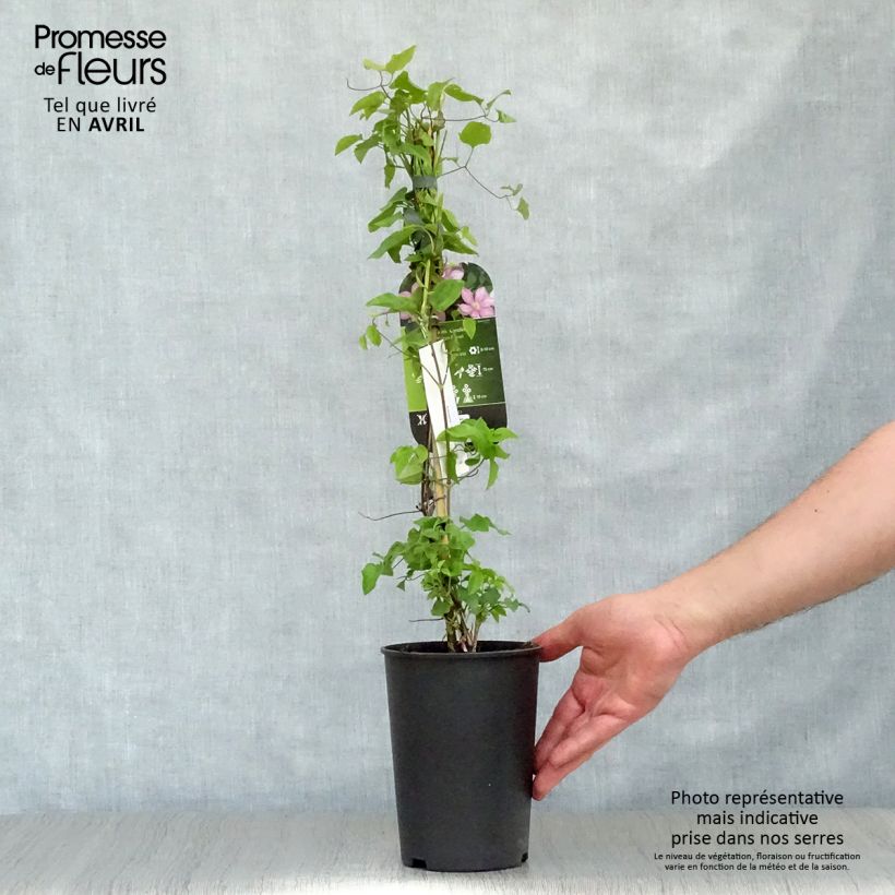 Clematis Caroline - Clematide Vaso da 2L/3L esemplare consegnato in primavera