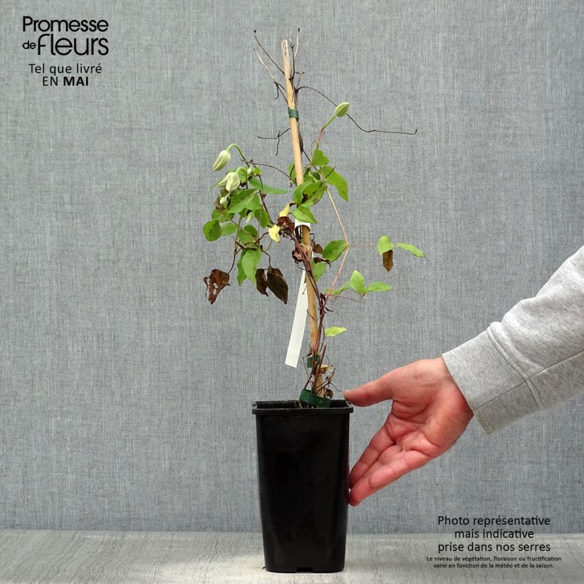 Clematis Cezanne - Clematide Vaso da 1,5L/2L esemplare consegnato in primavera
