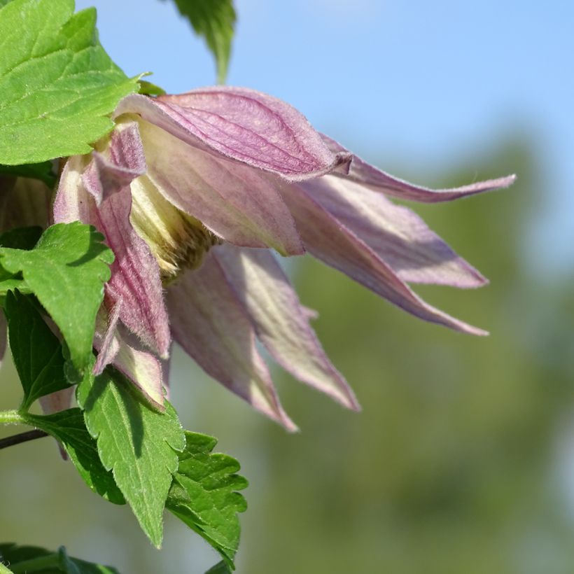 Clematis Columella - Clematide (Flowering)