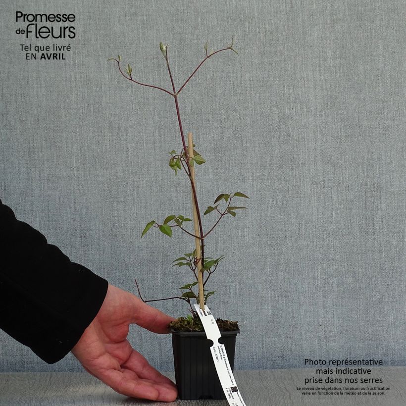 Clematis Comtesse de Bouchaud - Clematide Vasetto da 8/9 cm esemplare consegnato in primavera