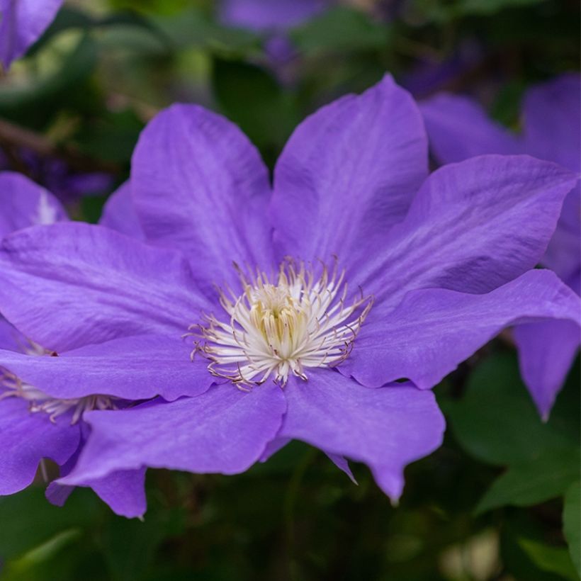 Clematis Couronne Royale - Clematide (Flowering)