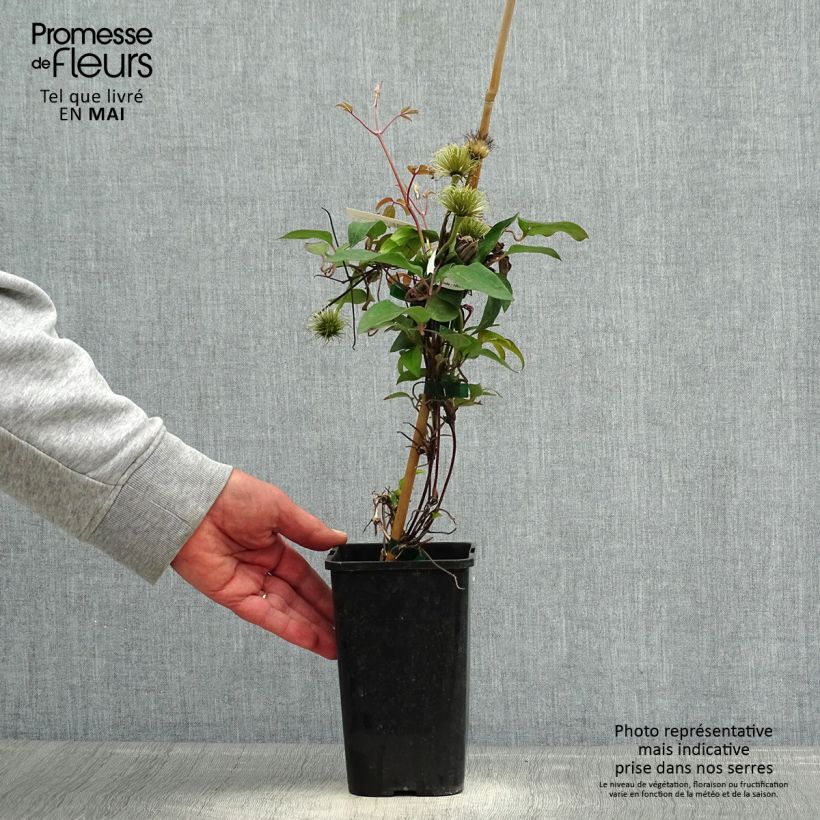 Example of Clematis Couronne Royale - Clematide Vaso da 1,5L/2L as you get in printemps