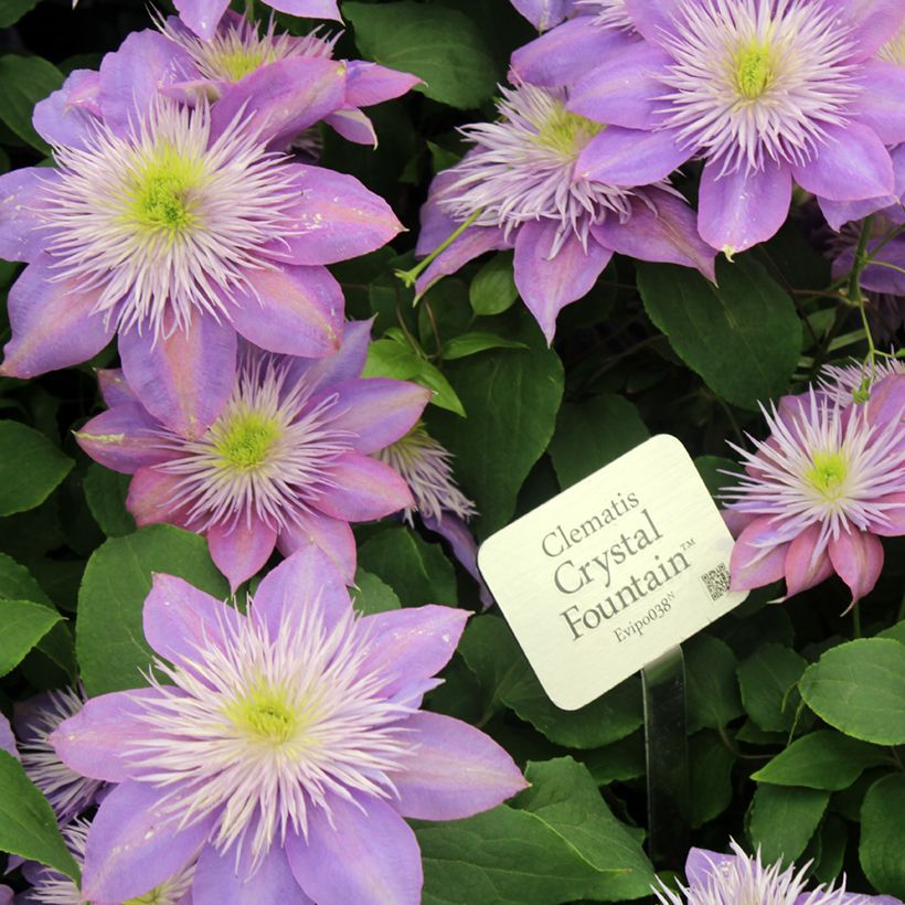 Clematis Crystal Fountain - Clematide (Flowering)