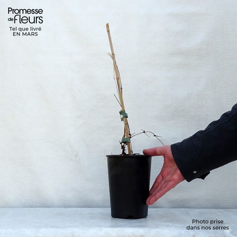 Clematis Dancing Queen - Clematide Vaso da 2L/3L esemplare consegnato in primavera