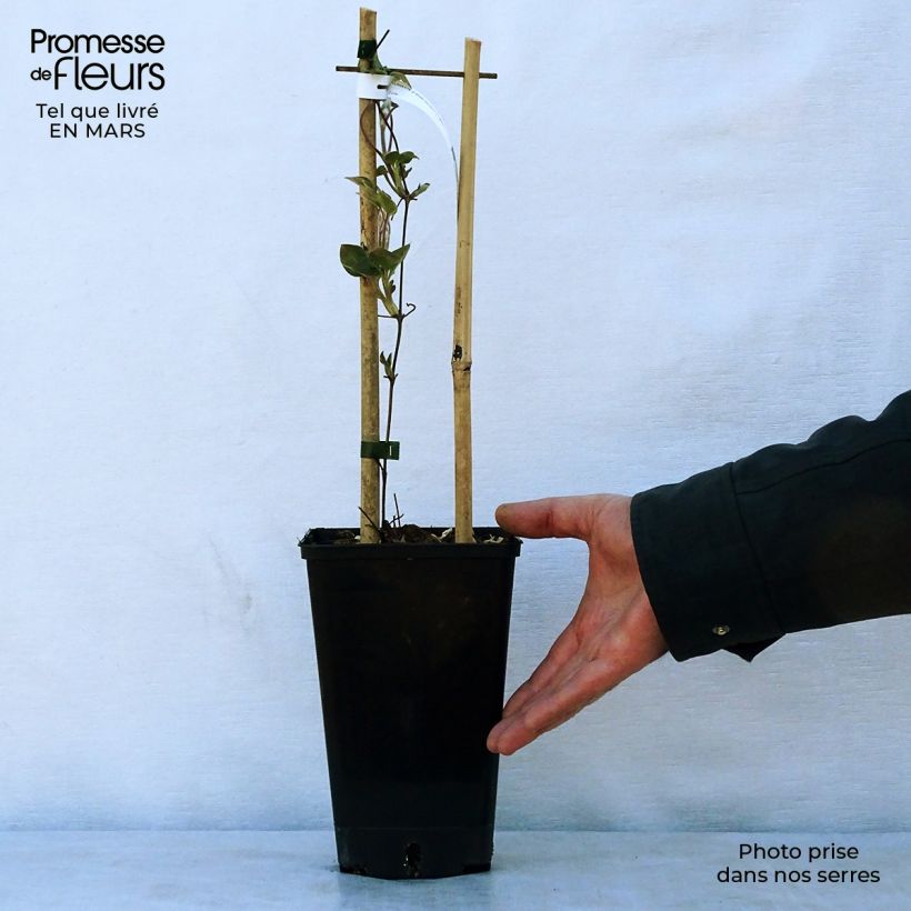 Clematis Etoile Nacrée - Clematide Vaso da 2L/3L esemplare consegnato in primavera