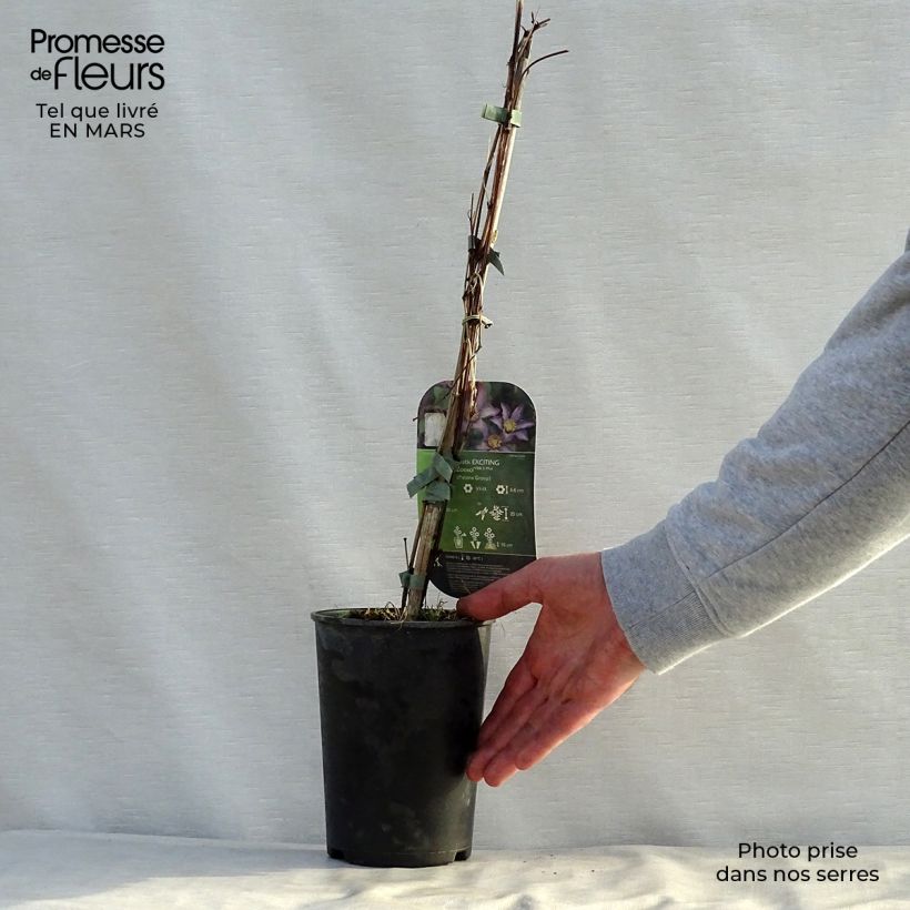 Clematis Exciting - Clematide Vaso da 2L/3L esemplare consegnato in primavera