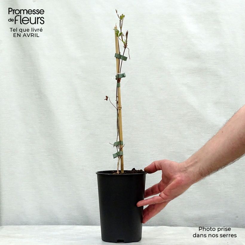 Clematis florida Fond Memories - Clematide Vaso da 2L/3L esemplare consegnato in primavera