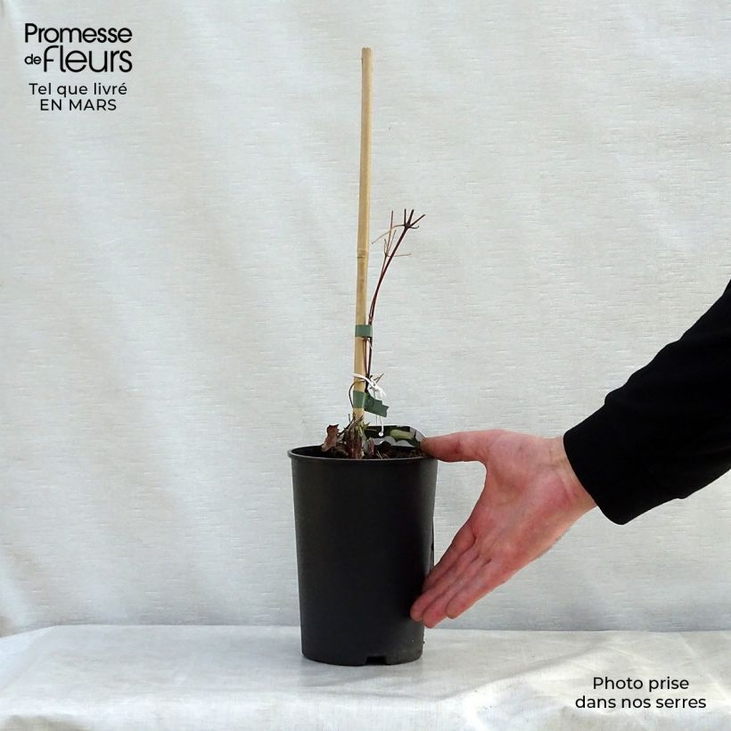 Clematis jackmanii Forever Friends - Clematide Vaso da 2L/3L esemplare consegnato in primavera