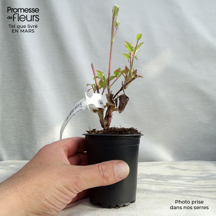 Clematis Général Sikorski - Clematide Vasetto da 8/9 cm esemplare consegnato in primavera