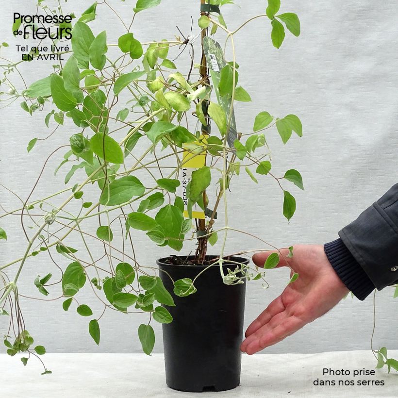 Clematis Green Passion - Clematide Vaso da 2L/3L esemplare consegnato in primavera
