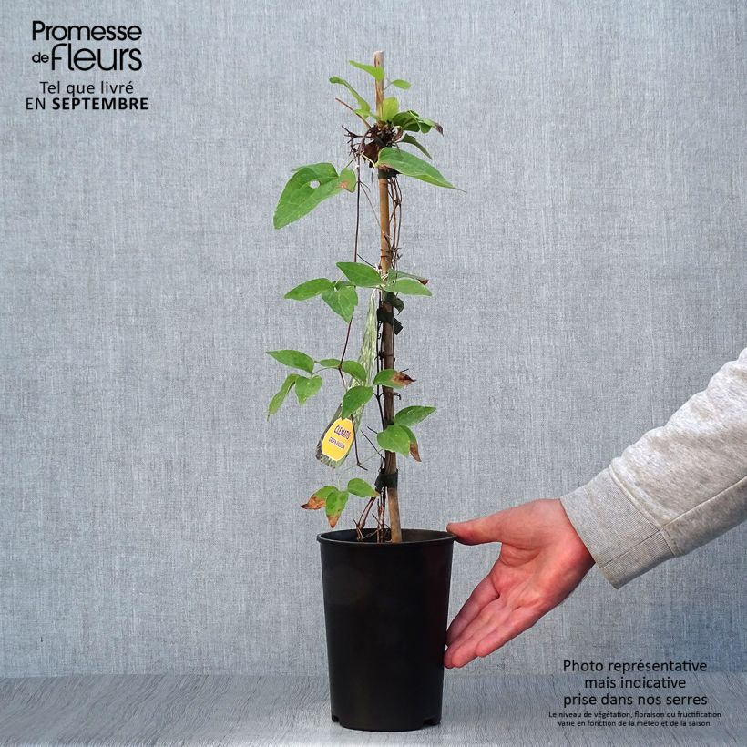 Esemplare di Clematis Green Passion - Clematide Vaso da 2L/3L come consegnato in autunno