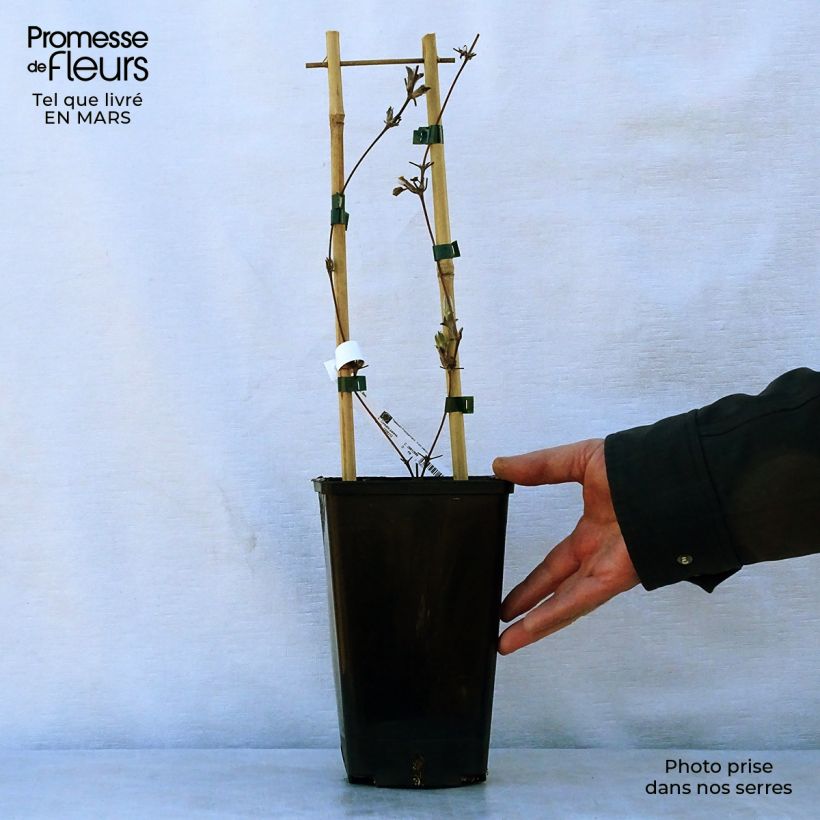 Example of Clematis H. F. Young - Clematide Vaso da 1,5L/2L as you get in printemps