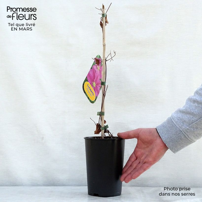 Clematis Hanagurama - Clematide Vaso da 2L/3L esemplare consegnato in primavera