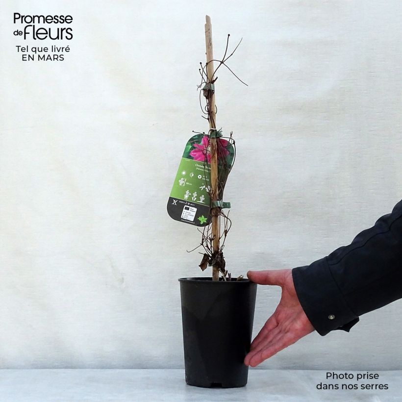 Example of Clematis Hania - Clematide Vaso da 1,5L/2L as you get in printemps