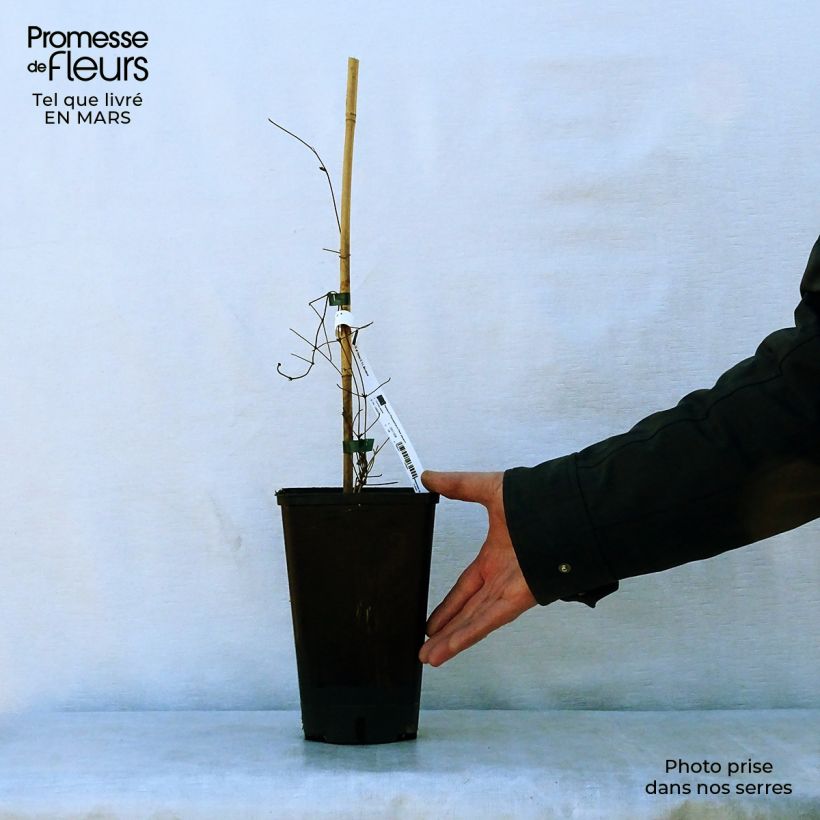 Example of Clematis Hania - Clematide Vaso da 2L/3L as you get in printemps