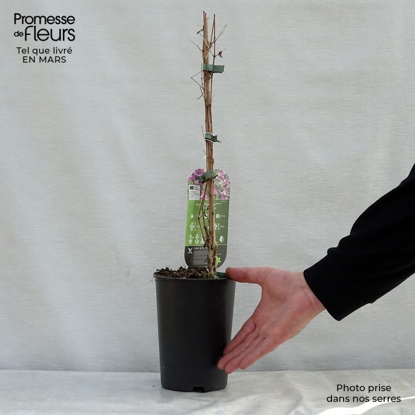 Example of Clematis Hendryetta - Clematide Vaso da 2L/3L as you get in printemps