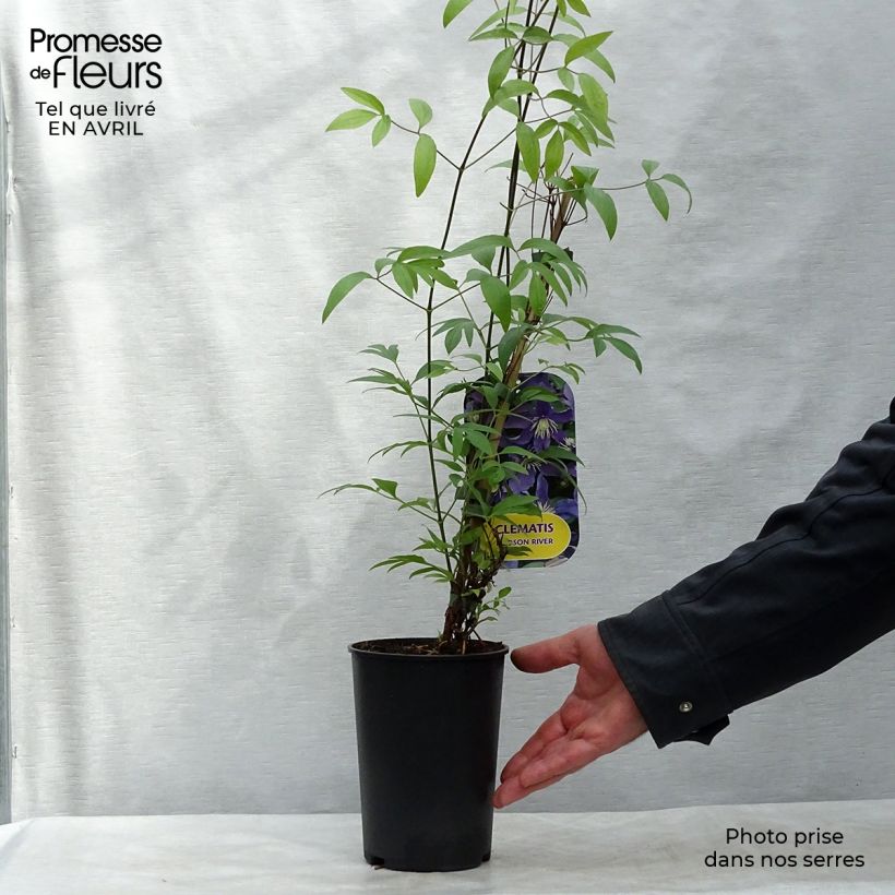 Example of Clematis Hudson River - Clematide Vaso da 2L/3L as you get in printemps