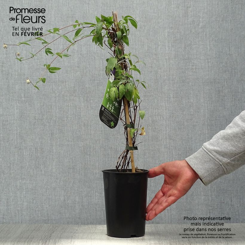 Esemplare di Clematis Hudson River - Clematide Vaso da 2L/3L come consegnato in autunno
