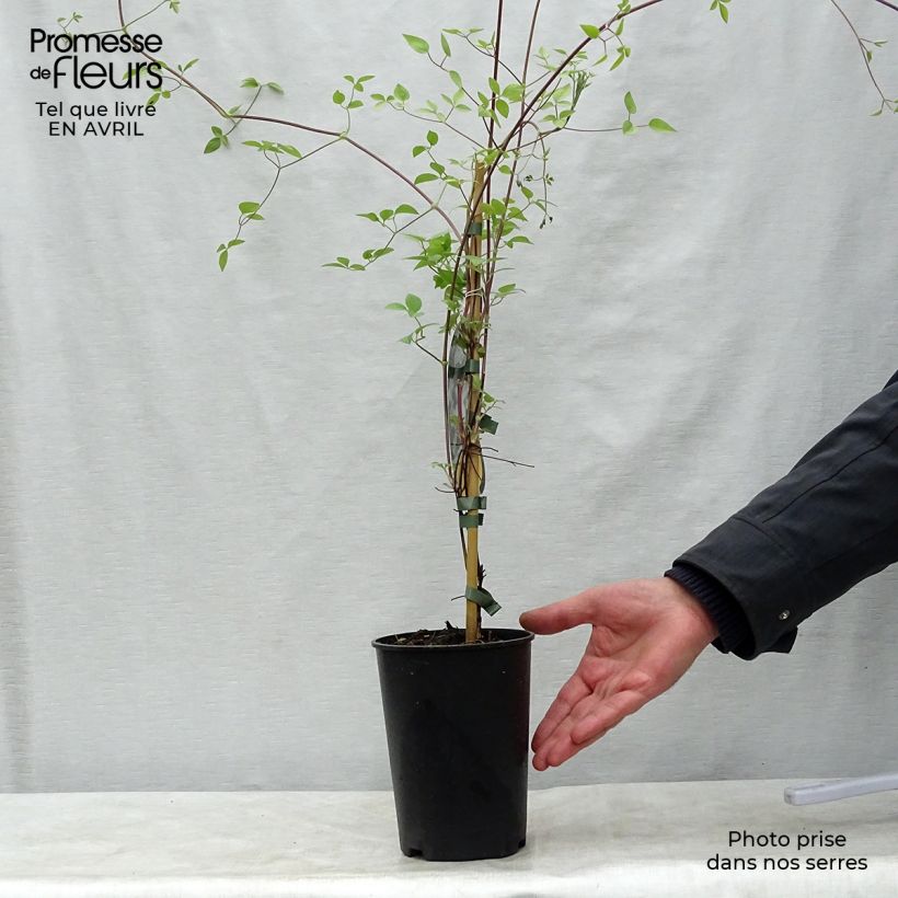 Example of Clematis Huldine - Clematide Vaso da 2L/3L as you get in printemps