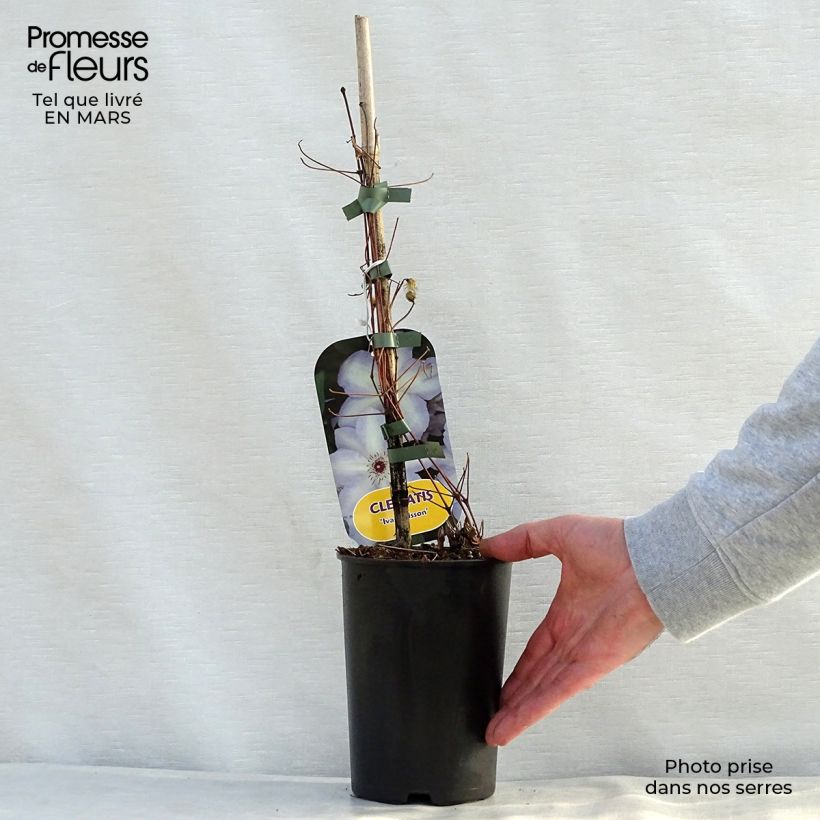 Example of Clematis Ivan Olsson - Clematide Vaso da 2L/3L as you get in printemps