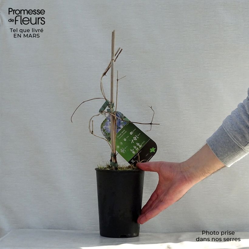 Clematis jackmanii Jenny - Clematide Vaso da 2L/3L esemplare consegnato in primavera