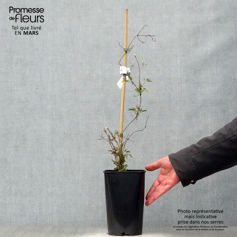 Clematis Joséphine - Clematide Vaso da 2L/3L esemplare consegnato in primavera