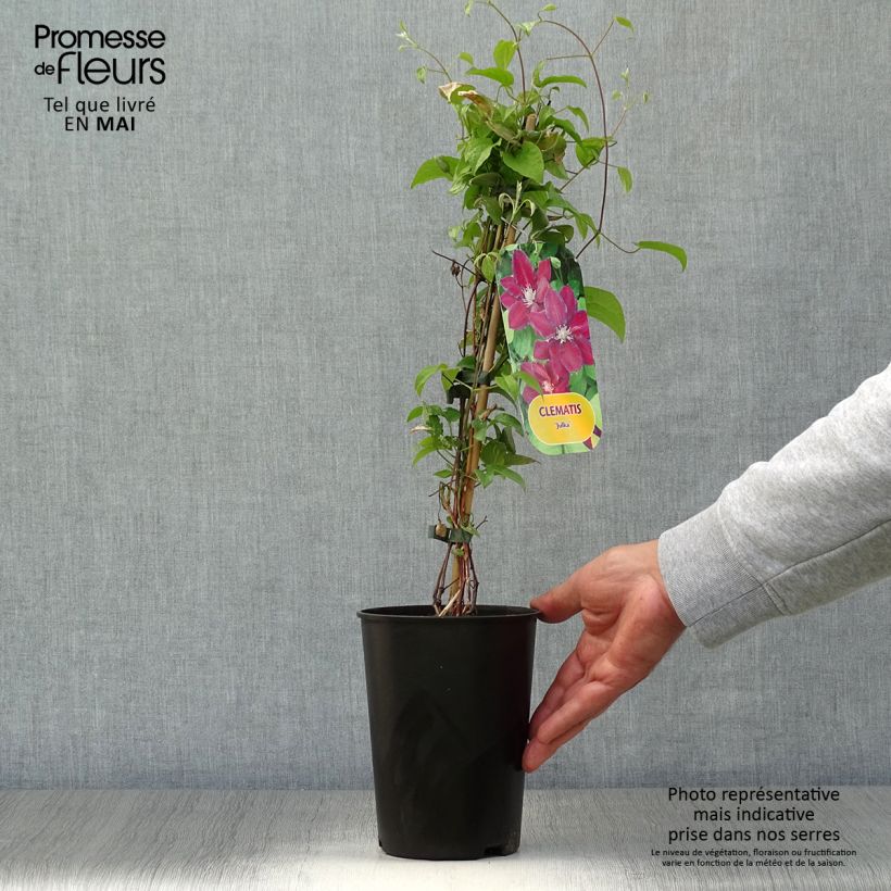 Clematis Julka - Clematide Vaso da 1,5L/2L esemplare consegnato in primavera