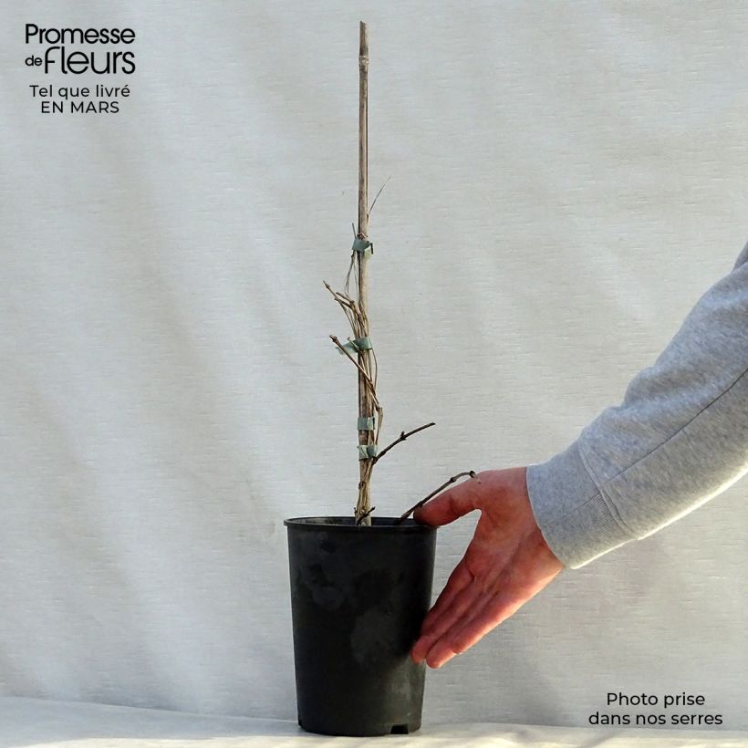 Clematis Juuli - Clematide Vaso da 2L/3L esemplare consegnato in primavera